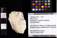 Foto (Objket + Etiketten) von Pithonoton sp. 